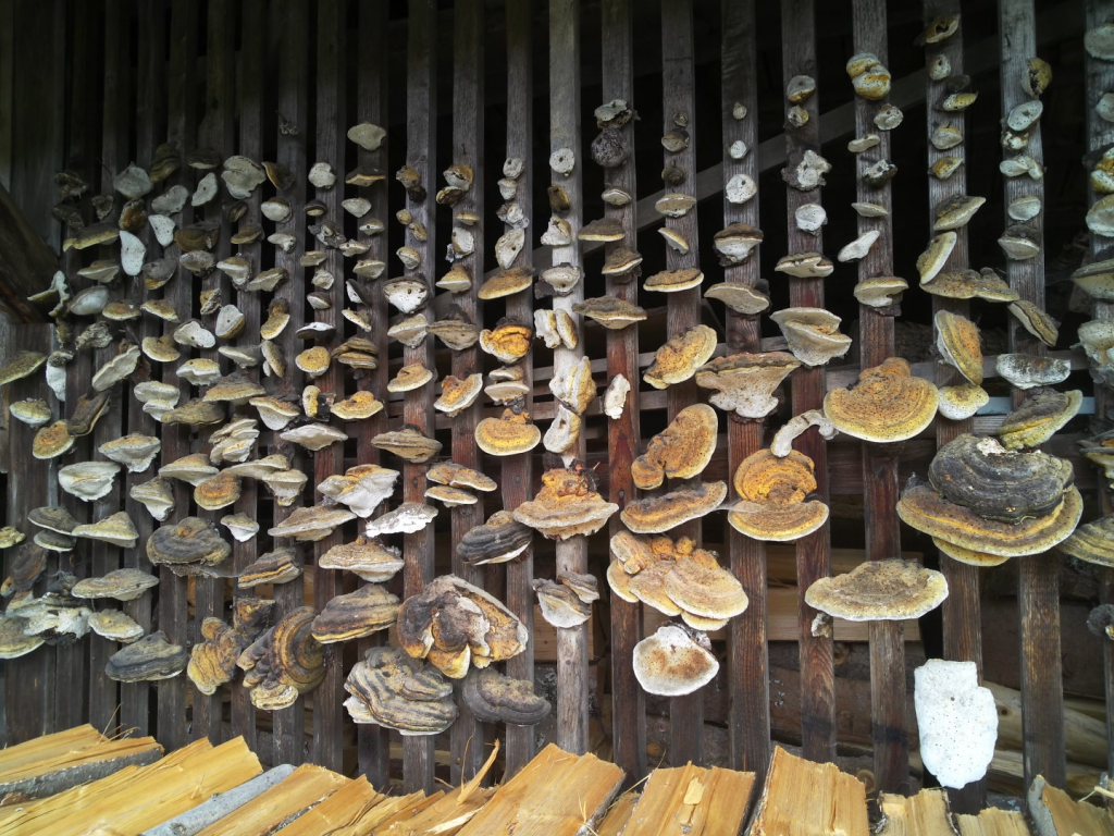 Pilze am Holzlager