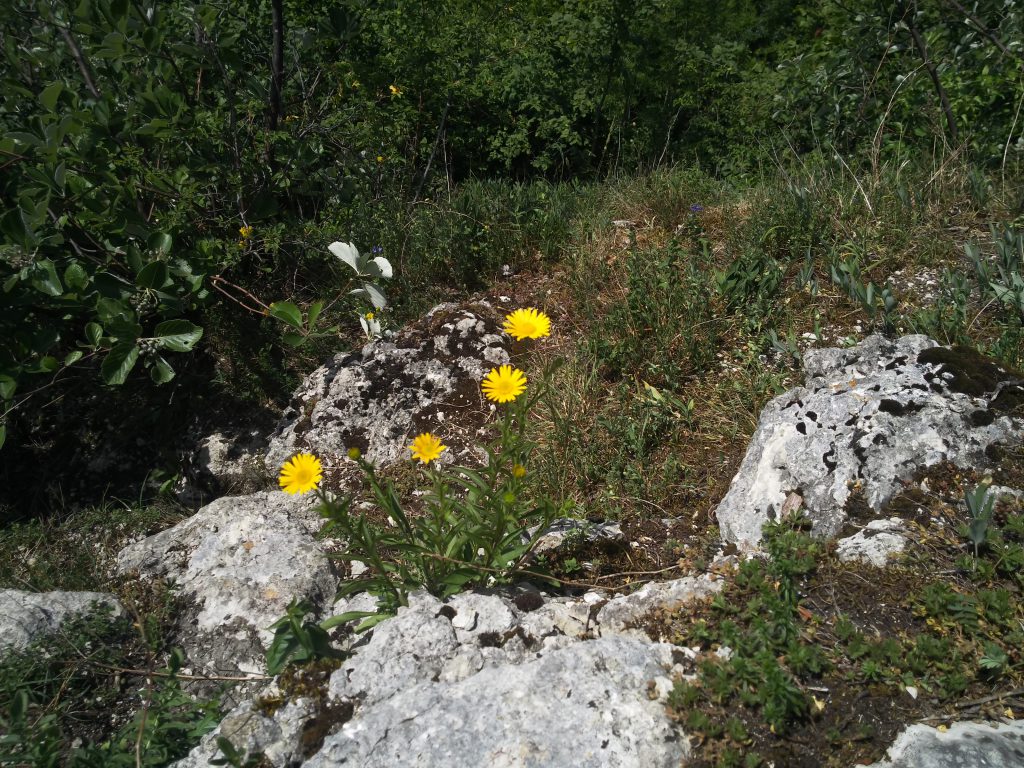 Auf dem Schüsselstein eine Mischung aus nacktem Fels, Gräsern und Blumen