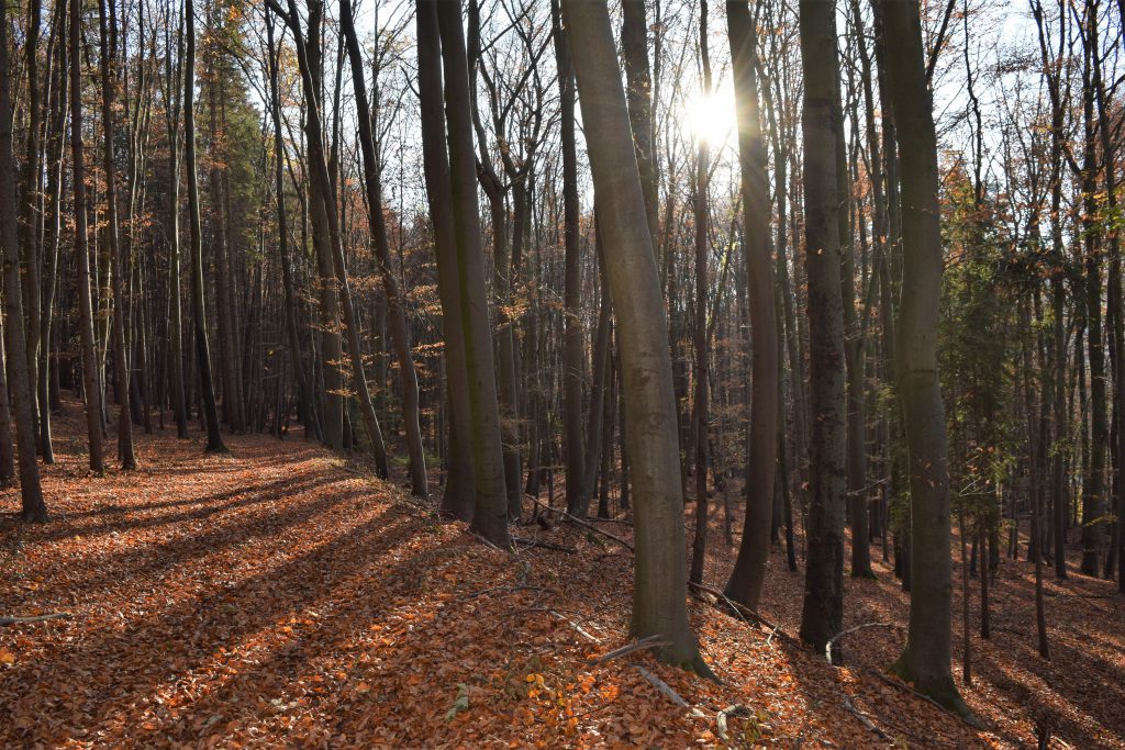 Herbststimmung im Wald bei Hetzelsdorf