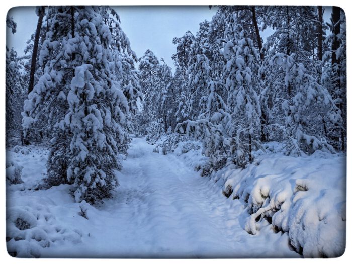 Verschneiter Pfad durch einen dicht mit Schnee bedeckten Nadelwald