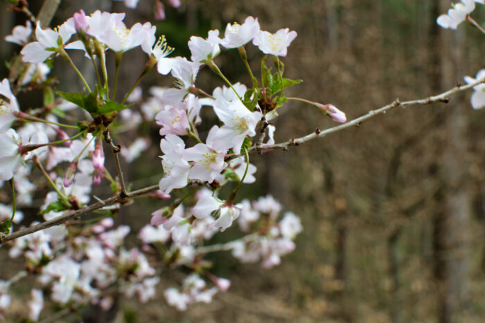 Zarte weiß-rosa Kirschblüten an einem Zweig vor unscharfem Waldhintergrund