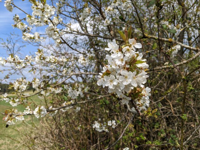 Weiße Kirschblüten an einem Ast vor blauem Himmel im Frühling
