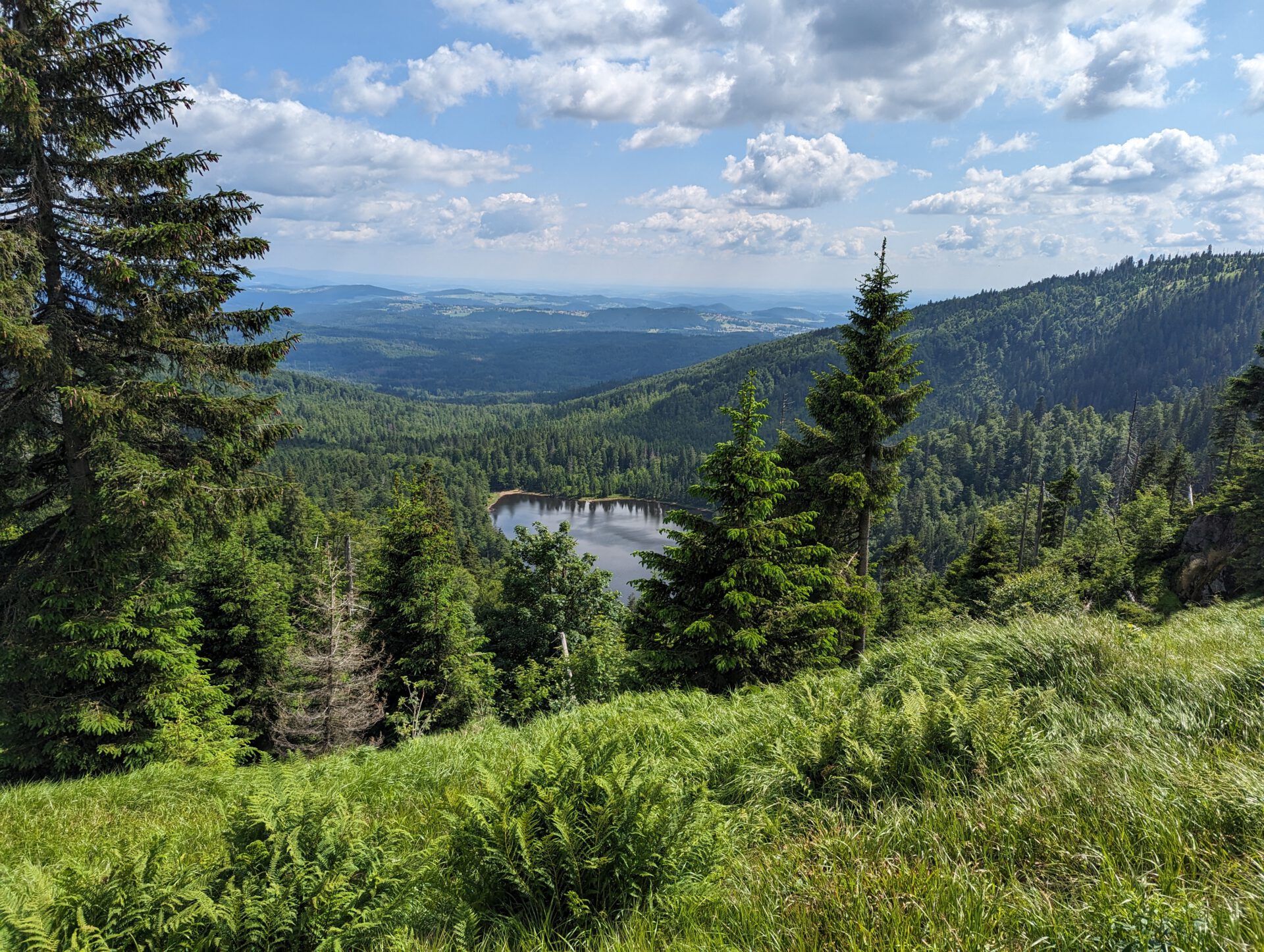 Blick von einem grünen Berghang über Nadelbäume auf einen kleinen See, dem Rachelsee, in einem bewaldeten Tal