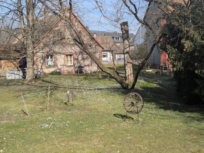 Blumenwiese in Altdorf