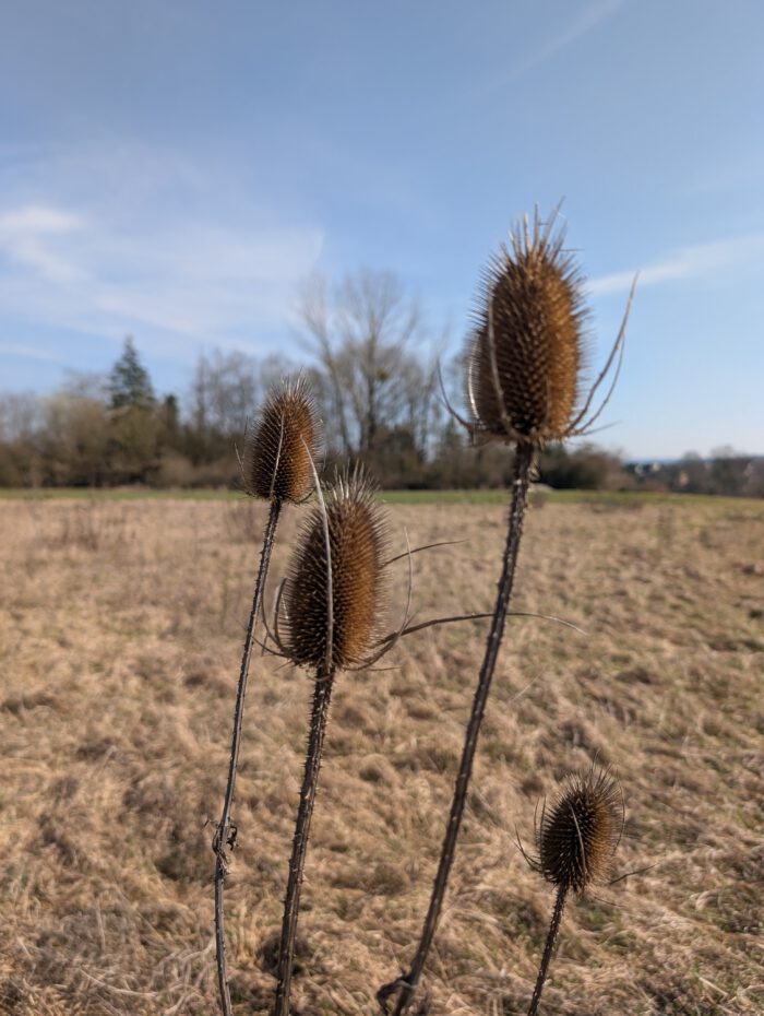 Magerrasen südlich von Altdorf am Wanderweg 3