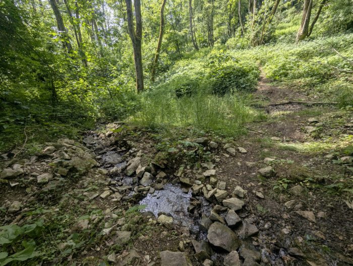 Kleiner, steiniger Bachlauf in einem grünen Waldstück neben einem schmalen Wanderpfad
