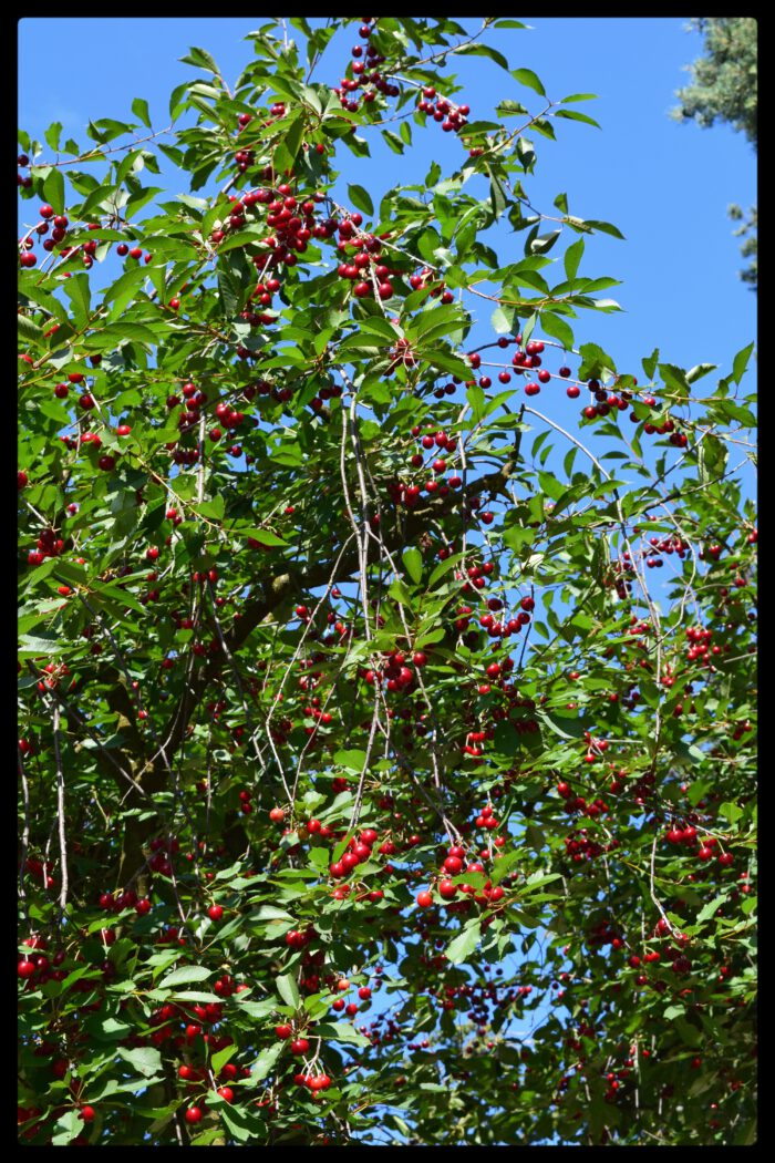 Reife rote Kirschen an einem Kirschbaum vor strahlend blauem Himmel