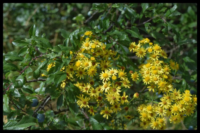 Gelbe Wildblumen und blaue Beeren am Wegesrand