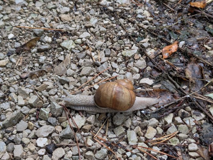 Eine Weinbergschnecke kriecht über einen mit kleinen Steinen bedeckten Weg