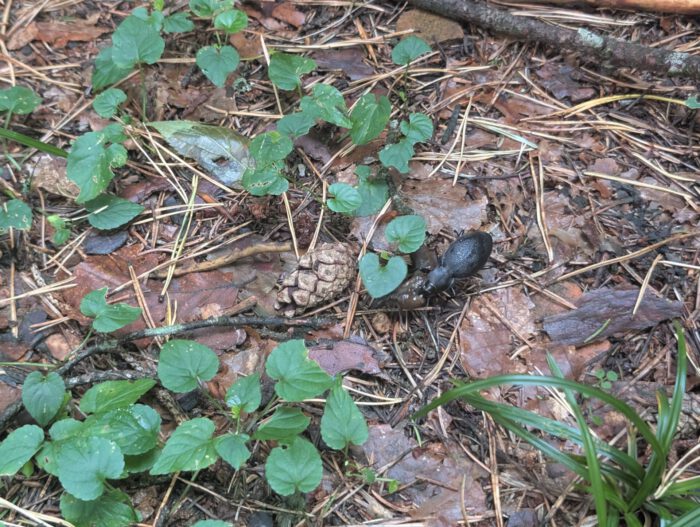 Schwarzer Käfer auf dem Waldboden zwischen Kiefernnadeln, kleinen grünen Blättern und einem Tannenzapfen