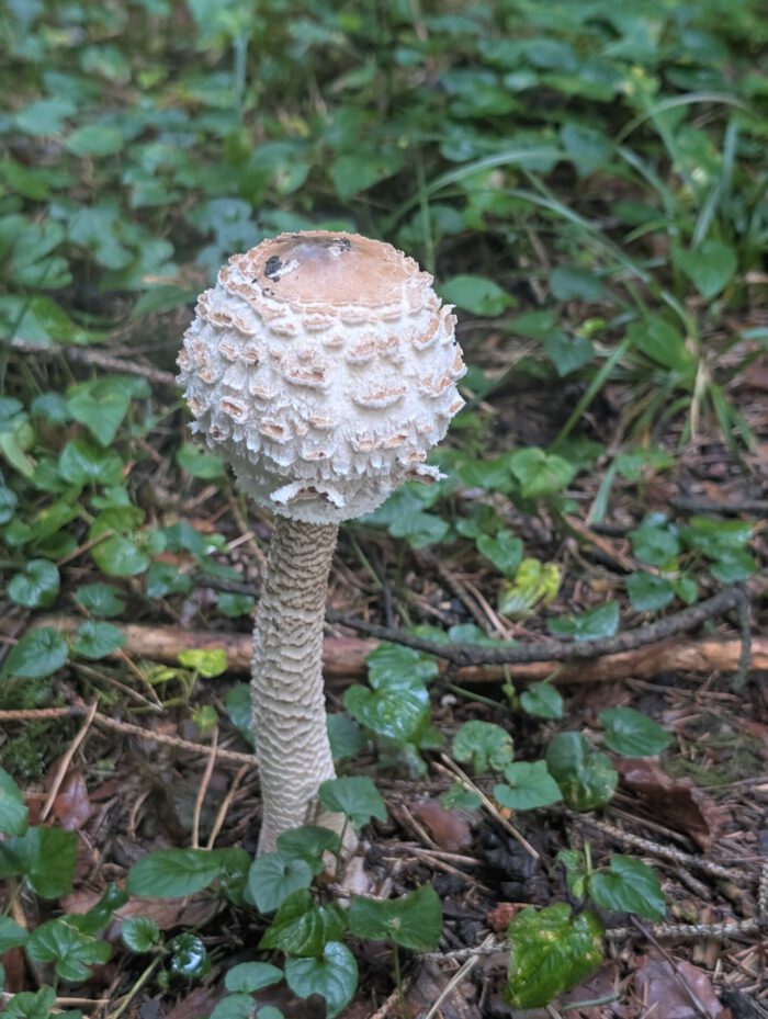Ein junger Parasolpilz mit kugeligem, schuppigem Hut und langem Stiel auf grünem Waldboden