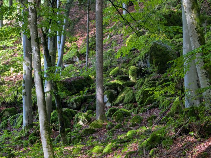 Dichter Wald mit moosbewachsenen Felsen und hohen Bäumen an einem Hang im Sonnenlicht