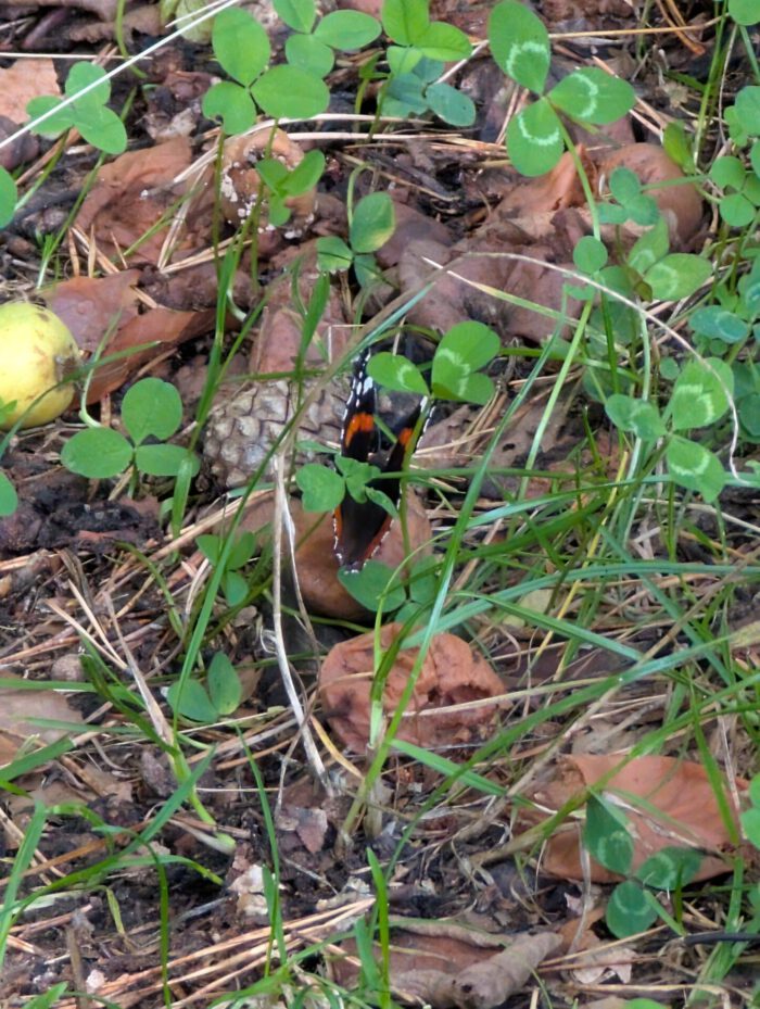 Schmetterling auf einer Wiese mit Laub