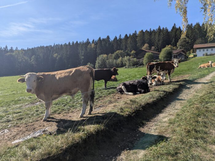 Kühe stehen und liegen auf einer grünen Weide vor einem Waldrand und Bauernhof
